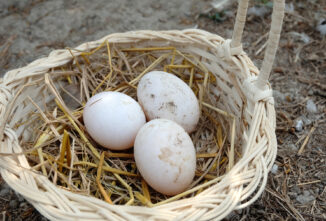 Selecting the Best Ducks for Eggs